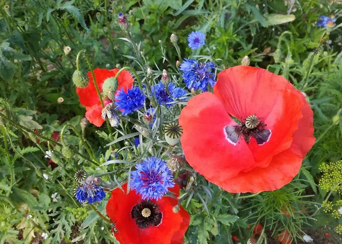 Warthe - Mitten In Der Lägenhet